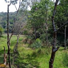 Image of the swamp in the Longwood Shola Reserve Forest