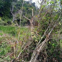 Image of the swamp in the Longwood Shola Reserve Forest