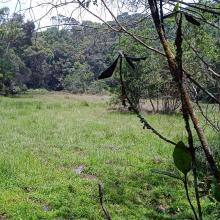 Image of the swamp in the Longwood Shola Reserve Forest