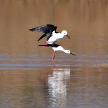 A pair of Black Winged Stilt mating in the Karaivetti wetland