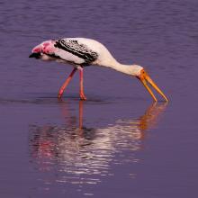 Painted stork foraging in the Karaivetti wetland.