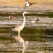 Grey Heron and Garganey seen in the Karaivetti wetland