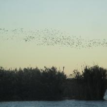 Marjal de Almenara. Panorámica con aves Marjal de Almenara. Panorámica con aves