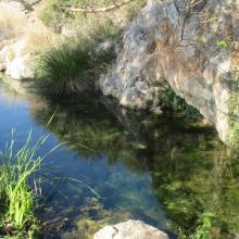 Marjal de Almenara. Detalle de surgencia de agua subterránea en rocas kársticas (ullal)