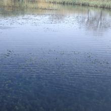 Marjal de Almenara. Detalle de estany con Ceratophyllums demersum