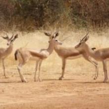 Gazelles dorcas 