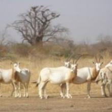 Oryx algazelle