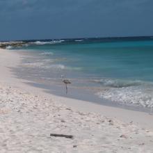 Flamingo on Klein Curacao