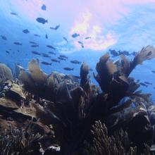 Marine life surrounding Klein Curacao