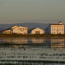 L’Albufera. Arrozal inundado y construcciones industriales tradicionales