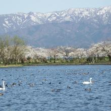 Swans in Hyo-ko, cherry blossoms, and Gozu mountain range with remaining snow
