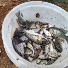 Fish caught from Densu River by local fishermen