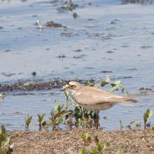 Charadrius dubius