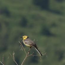 Motacilla citreola