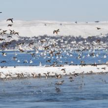 Flocks of birds in winter.