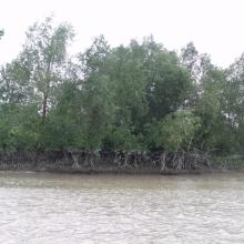 Mangrove in Meinmahla Kyun