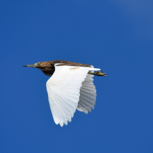 Crabier blanc (ardeola idae).