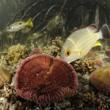 Lutjanus fulvus et Lutjanus ehrenbergii dans un bras de mangrove