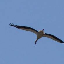 White Stork