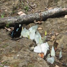 Papillons de Bemanevkia