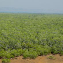 Mangroves de Sahamalaza