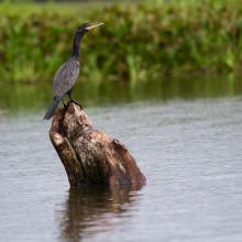 Phalacrocorax brasilianus