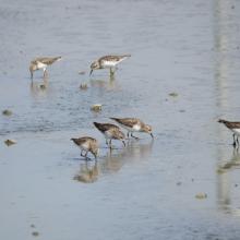 Ave Calidris minutilla en laguna intermitente Casa Colorada