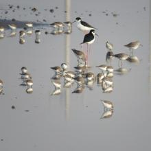 Ave Himantopus mexicanus y Calidris minutilla en Ciénega Casa Colorada