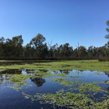 Gunbower forest flood plain (floating primrose) 
