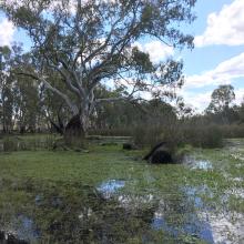 Gunbower forest