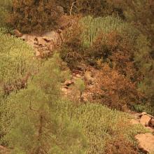 Singe magot dans son habitat, sur un versant de rive droite du bas oued Melloul