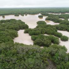 Vista aérea del bosque de manglar entre la ciénaga