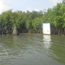 Portion de mangrove sacralisée sur la lagune côtière à Grand-Popo Portion de mangrove sacralisée sur la lagune côtière à Grand-Popo