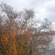 Sea buckthorn Sea buckthorn