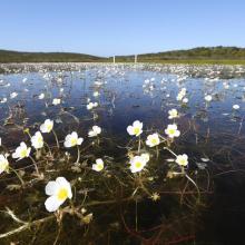 Vue de Ranunculus peltatus au premier plan de la mare de Padule Maggiore