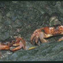 Red crabs at the Dales, Christmas Island. Date unknown. Red crabs at the Dales, Christmas Island. Date unknown.