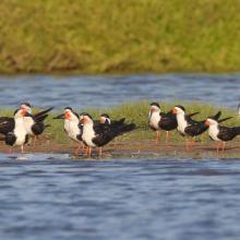 Black Skimmers