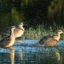 Whimbrels (Numenius phaeopus)