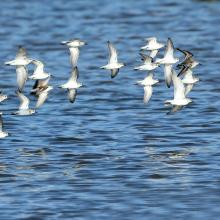 Shorebirds