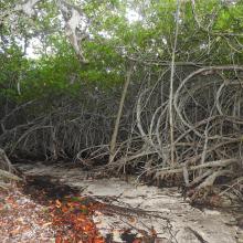 The tangle of mangrove trees and branches protects the coast from extreme weather events.