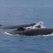 False killer-whale (Pseudorca crassidens).