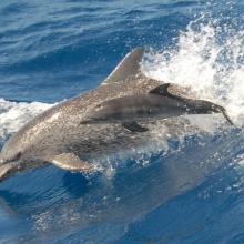 The Atlantic spotted dolphin (Stenella frontalis) uses the site for refuge, birthing and nursery.