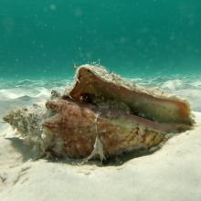 Queen conch (Strombus gigas)