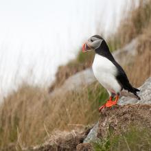 Puffin at the island Hernyken.
