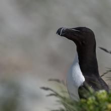 Razorbill 