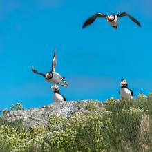 Atlantic puffin