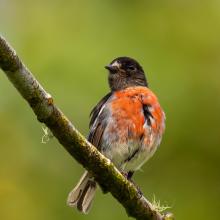 Scarlet Robin (Petroica multicolor)