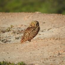 Aruban Burrowing Owl (Athene cunicularia arubensis) in front of its nest at Spaans Lagoen