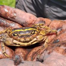 Photo of the peat borrowing crab Potamonautes flavusjo (Rivercrest River Crab)