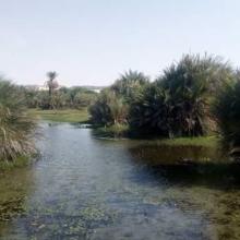 Oasis du Kawar